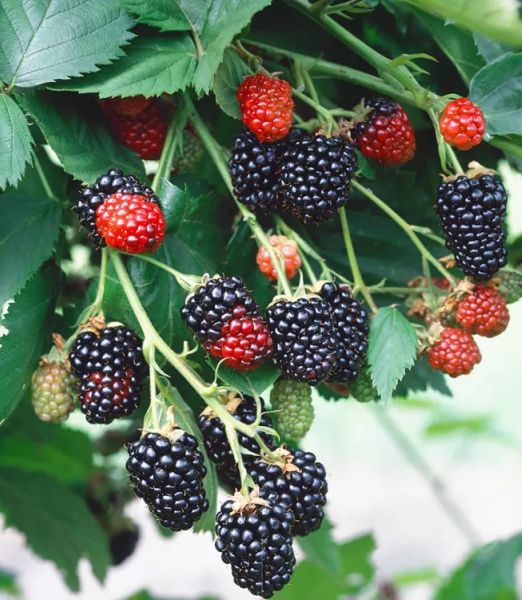 Rubus fruticosus 'Triple Crown'